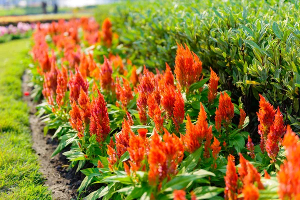 Celosia flower garden — Stock Photo, Image