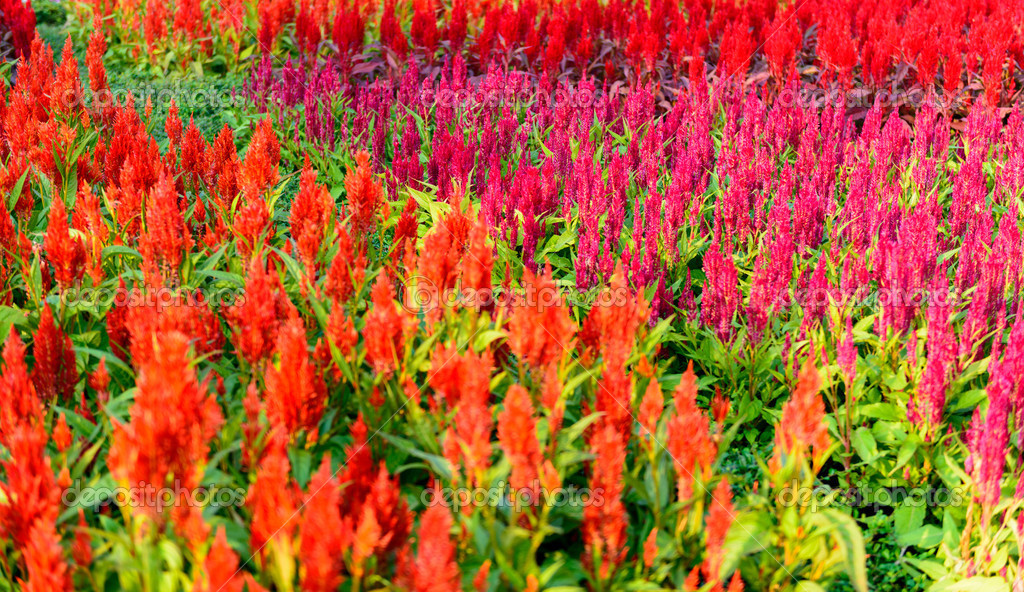 Red celosia flower garden — Stock Photo © sirastockid08 #37110587