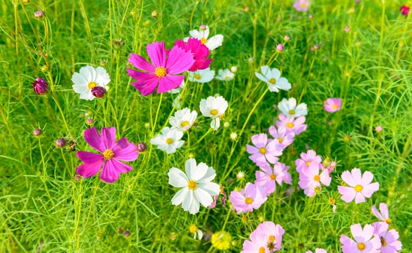 Fargerike blomster i hagen – stockfoto