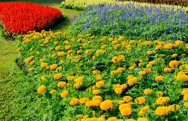 花园里五彩缤纷的花 — 图库照片