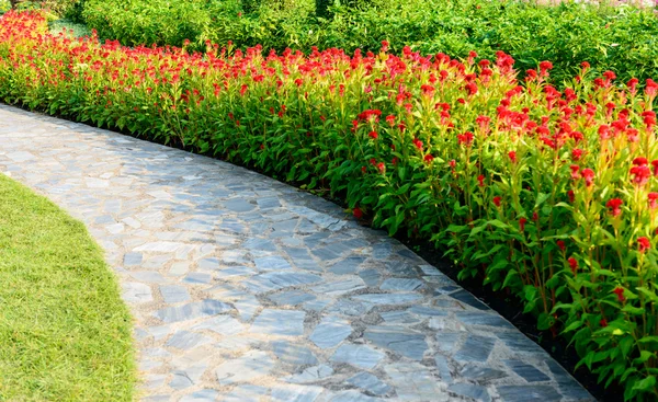 Jardín de flores de celosia roja — Foto de Stock