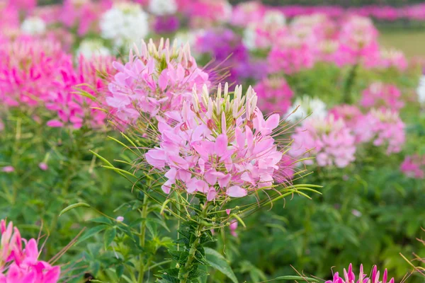 Closeup pink flower garden — Stock Photo, Image