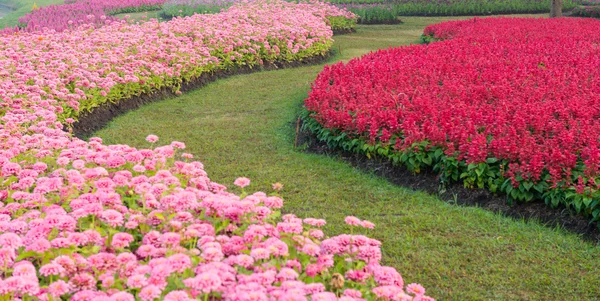 Flower garden background — Stock Photo, Image