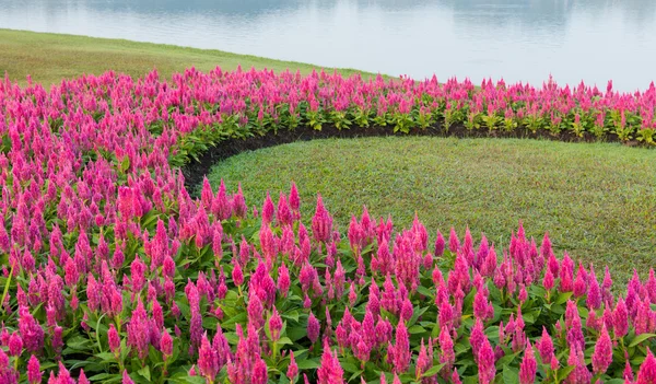 Flor jardín fondo — Foto de Stock