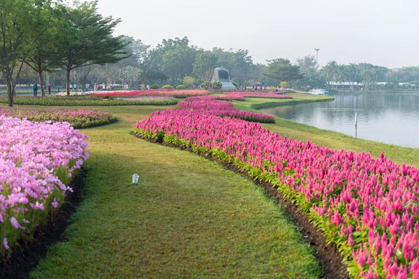 花卉园背景 — 图库照片