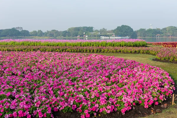 Blomma trädgård bakgrund — Stockfoto