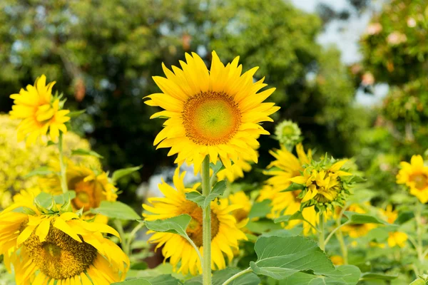 A beautiful sunflower — Stock Photo, Image