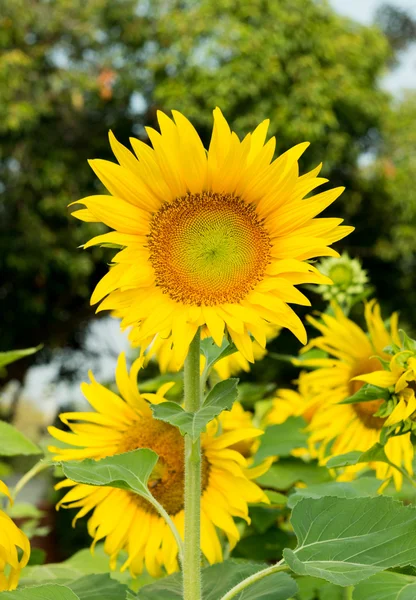 A beautiful sunflower — Stock Photo, Image