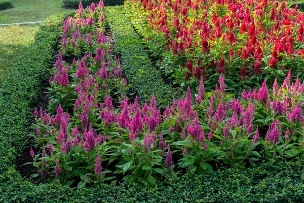 Blomma trädgård bakgrund — Stockfoto