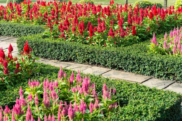 Fond de jardin fleuri coloré — Photo