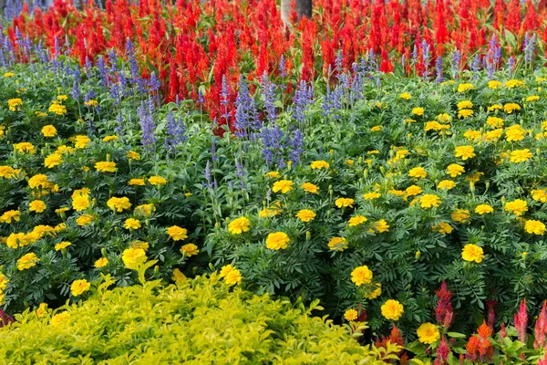 Färgstark blomma trädgård bakgrund — Stockfoto