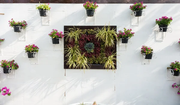 Färgglada petunia på väggen — Stockfoto