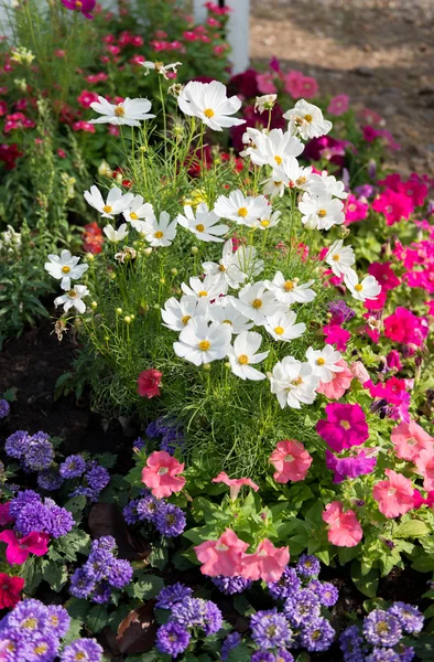Красочный цветочный фон сада — стоковое фото
