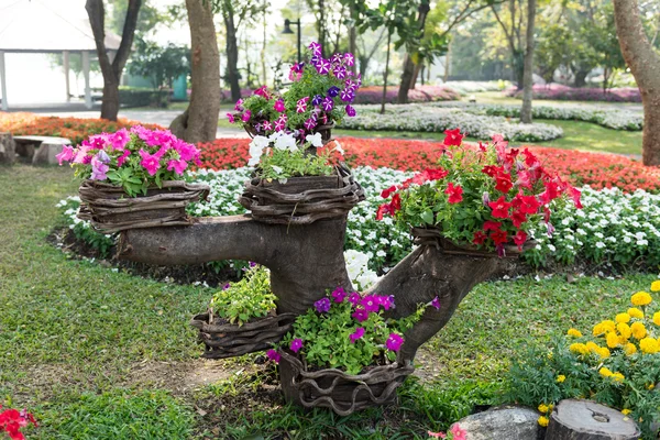 カラフルな花の庭園の背景 — ストック写真