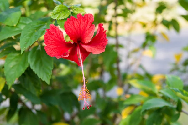 Closeup hibiscus fleur — Photo