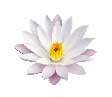 lotus sarı ve pembe tomurcukları ve güzel çiçek