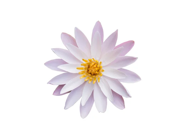 Gele en roze lotus toppen en bloeien prachtig — Stockfoto