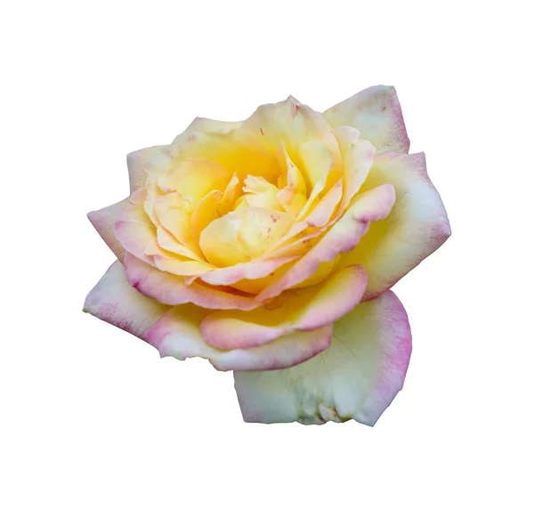 Nahaufnahme einer gelben Rosenblüte — Stockfoto