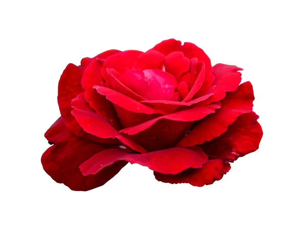 Closeup roze roos bloesem — Stockfoto