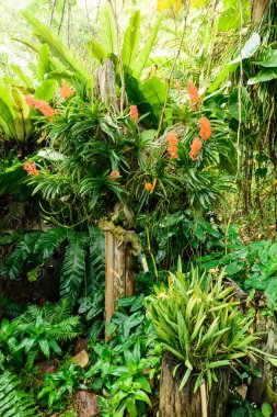 güzel Orkide Bahçe