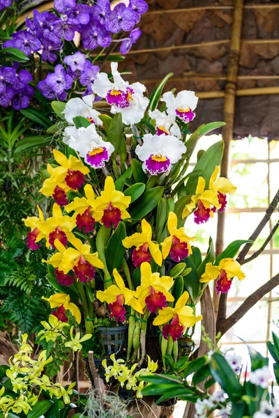 Beautiful orchid from garden — Stock Photo, Image