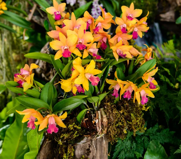 Orquídea bonita do jardim — Fotografia de Stock