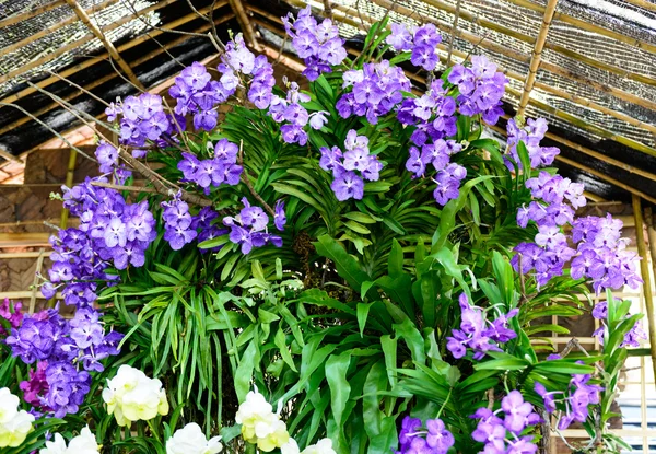 Hermosa orquídea del jardín — Foto de Stock