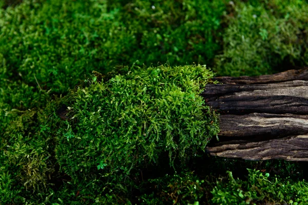 Moos auf dem alten Holz — Stockfoto