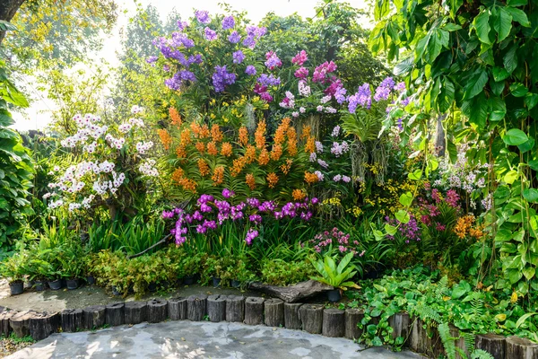 Hermosa orquídea del jardín — Foto de Stock