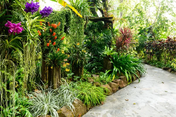 Güzel Orkide Bahçe — Stok fotoğraf