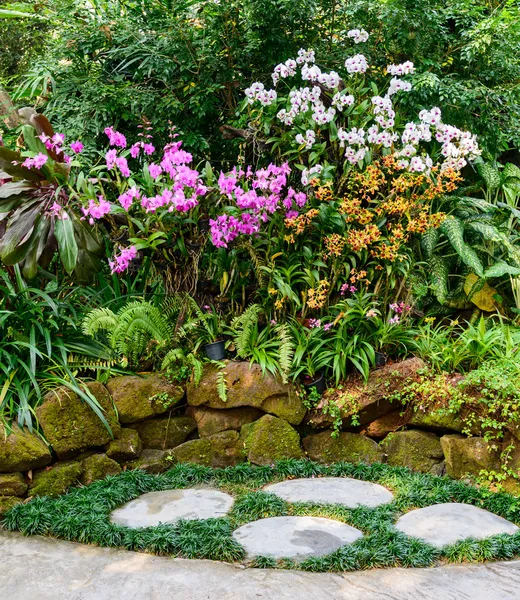 Güzel Orkide Bahçe — Stok fotoğraf