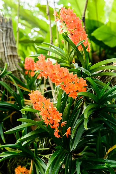 Hermosa orquídea del jardín — Foto de Stock