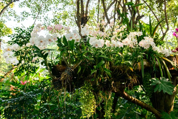 Красивая орхидея из сада — стоковое фото
