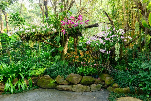 Όμορφη ορχιδέα από τον κήπο — Φωτογραφία Αρχείου