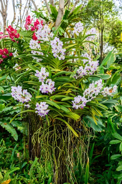 Beautiful orchid from garden — Stock Photo, Image