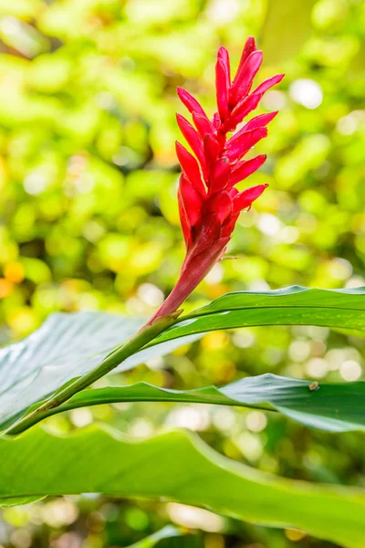 Gros plan d'une belle fleur de gingembre rouge tropical — Photo