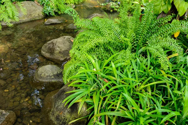 Petit ruisseau avec fougères — Photo