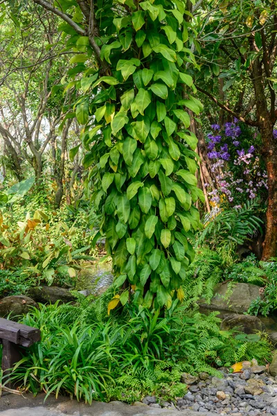 ツリー植栽垂直 — ストック写真