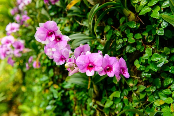 Mooie orchid uit tuin — Stockfoto