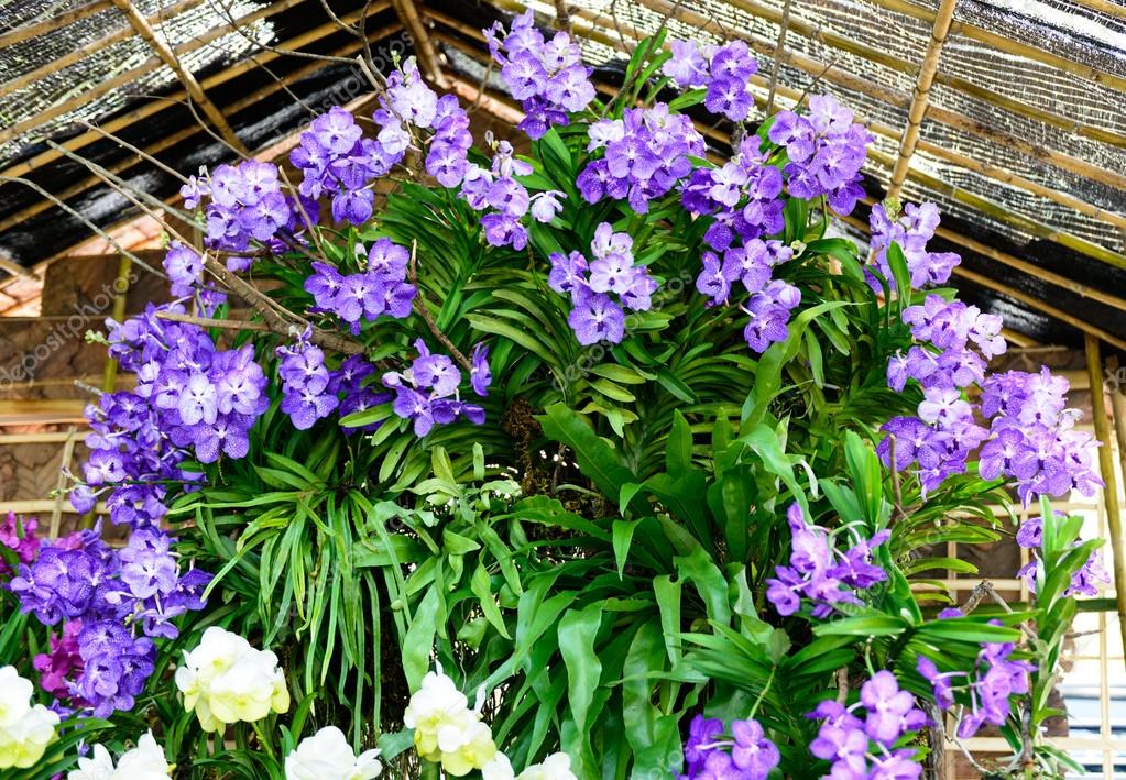 orchidea da giardino orchidea da giardino