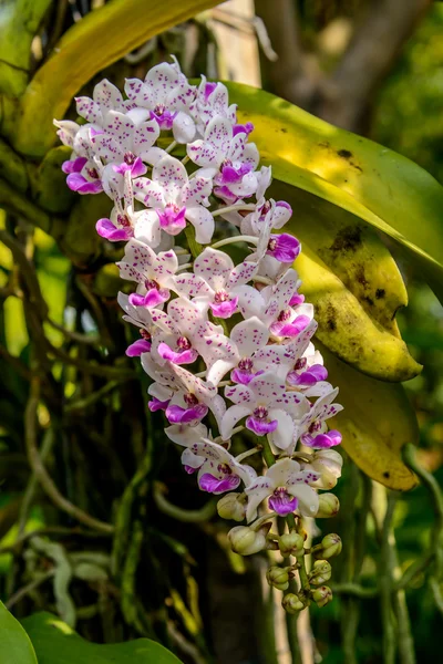 Beautiful orchid from garden — Stock Photo, Image