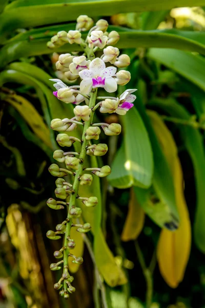 Orquídea bonita do jardim — Fotografia de Stock