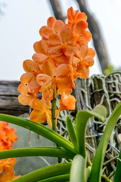 Beautiful orchid from garden — Stock Photo, Image