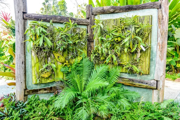 Orkide duvar süslemeleri — Stok fotoğraf