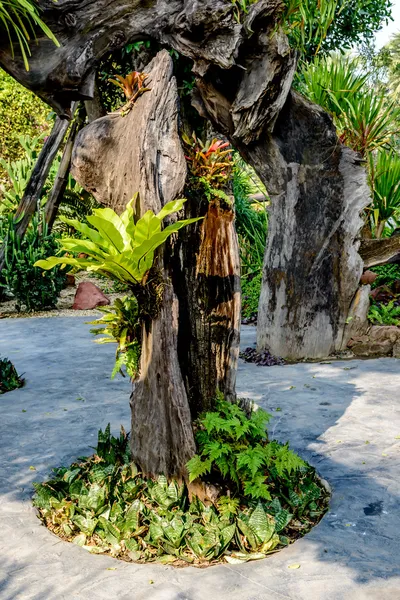 Vieilles racines d'arbre décorer — Photo