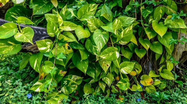 scindapsus aureus üzerinde ahşap