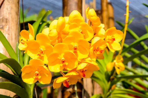 Orquídea bonita do jardim — Fotografia de Stock