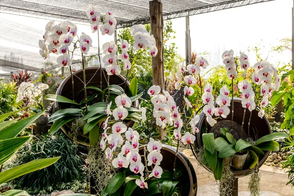 Соцветие белых орхидей — стоковое фото