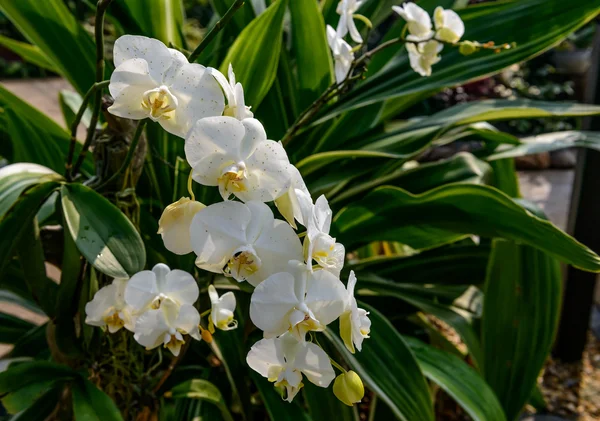Bílá orchidej květina květenství — Stock fotografie