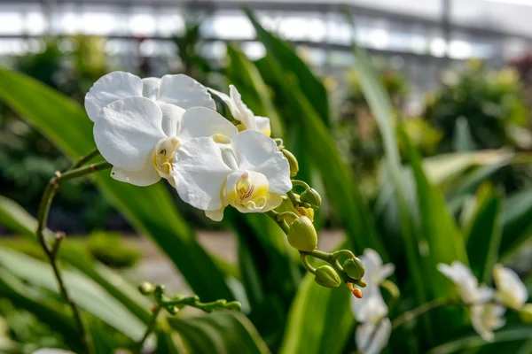 Bílá orchidej květina květenství — Stock fotografie